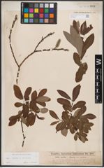 Foto von Salix caprea L. x Salix cinerea L.